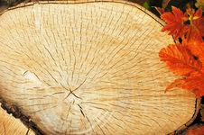 Tree Sawn End Royalty Free Stock Image Tree Sawn End Royalty Free Stock Image