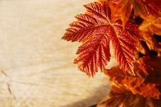 New Leaves And Tree Sawn End Stock Photography New Leaves And Tree Sawn End Stock Photography