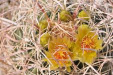 Barrel Cactus Flowers Royalty Free Stock Photography