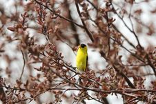 American Goldfinch Singing Stock Image