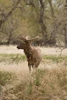 Bull Elk In Spring Velvet Royalty Free Stock Photo