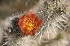 Cholla Cactus Bloom Stock Image