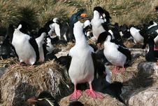 King Cormorants Colony Royalty Free Stock Image King Cormorants Colony Royalty Free Stock Image
