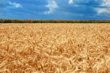 Golden Wheat Field Stock Image Golden Wheat Field Stock Image