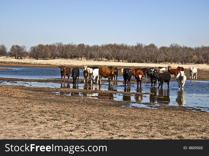 Small heard of cattle gathering at a prairie watering hole. Small heard of cattle gathering at a prairie watering hole