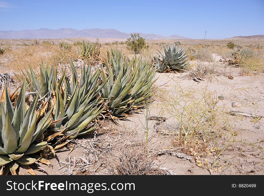 Agave on a sand of anza borrego desert in california. Agave on a sand of anza borrego desert in california