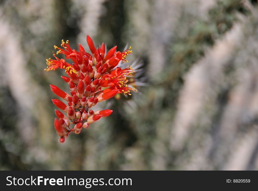 Red flower of a ocotillo on a desert. Red flower of a ocotillo on a desert