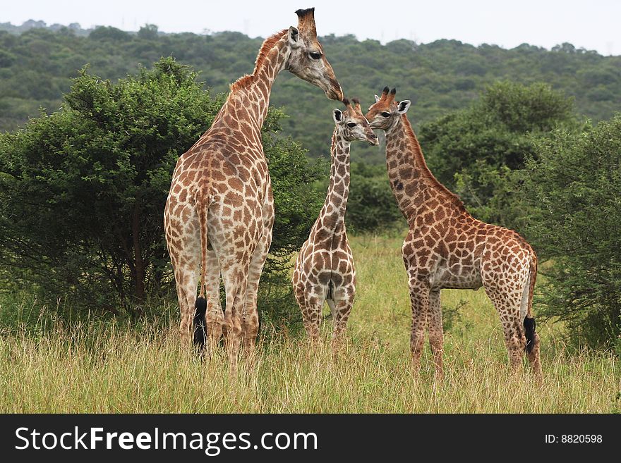 Herd of Giraffes standing in the bush with Savanna in background. Herd of Giraffes standing in the bush with Savanna in background.