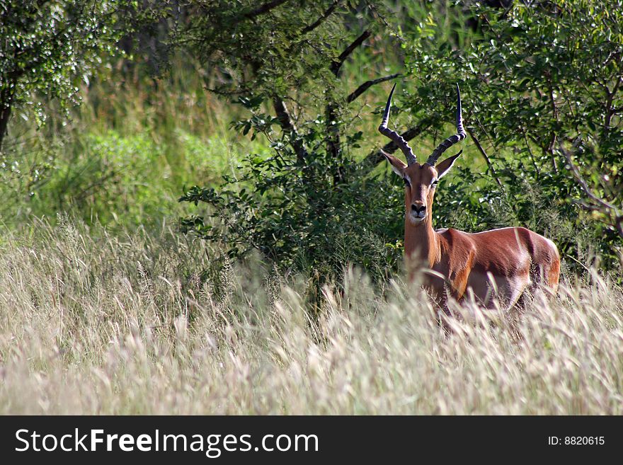 Impale poses in Africa grassland. Impale poses in Africa grassland.