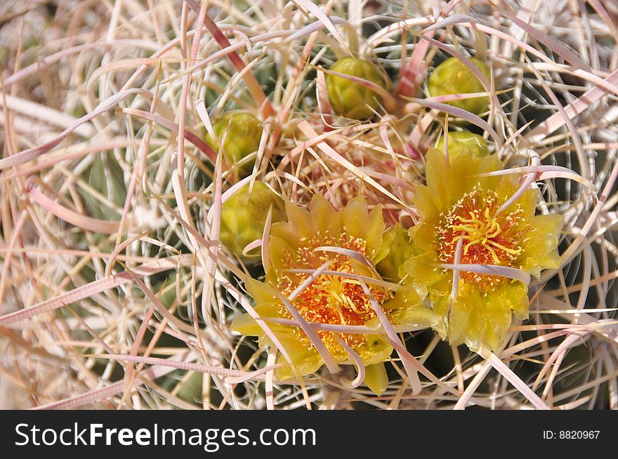 Barrel Cactus Flowers