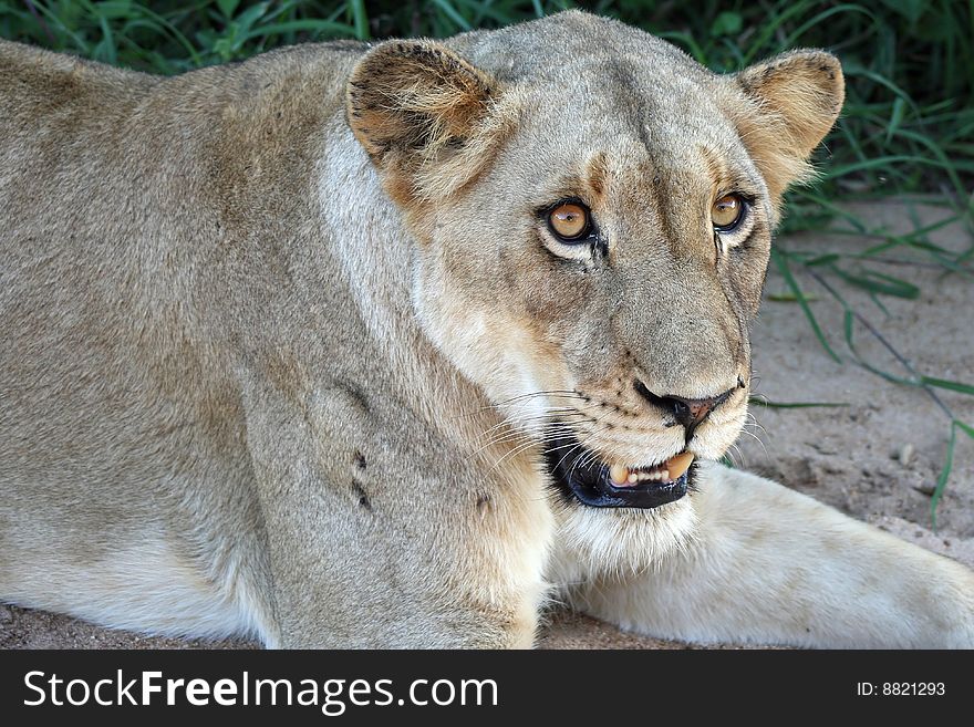 Details of resting lion in grassland. Details of resting lion in grassland.