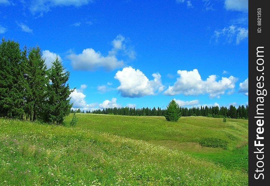 Green lush meadow and trees