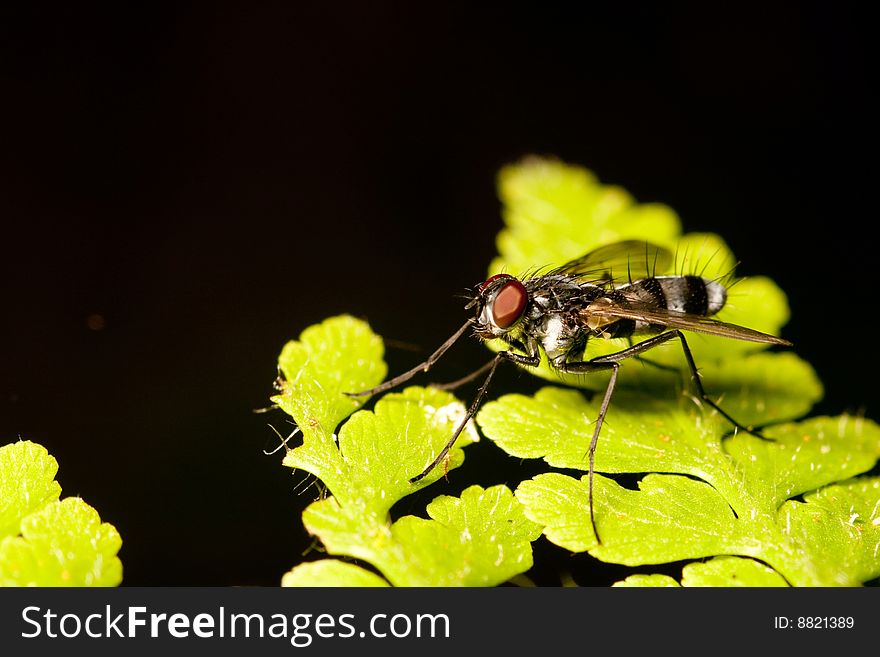 Housefly stand on green leaf