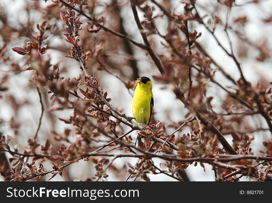 Brightly-colored male American Goldfinch (Carduelis tristus) singing in a crabapple tree beginning its spring bloom. Brightly-colored male American Goldfinch (Carduelis tristus) singing in a crabapple tree beginning its spring bloom