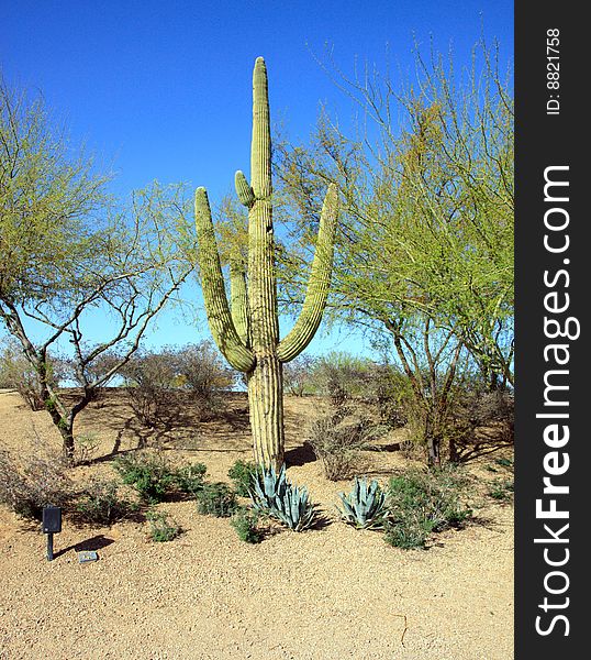 Saguaro Cactus in the Arizona desert, with a blue sky background; in vertical orientation