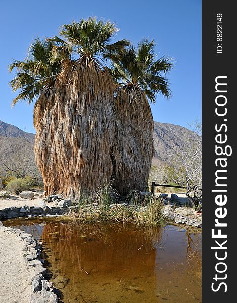 Palm trees reflecting in a pond on a desert