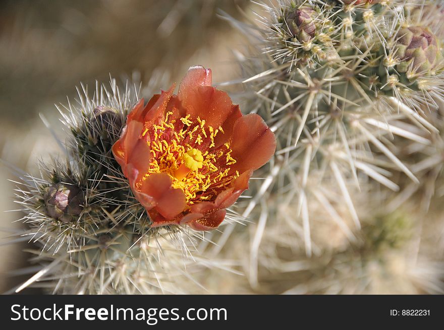 Cholla cactus bloom