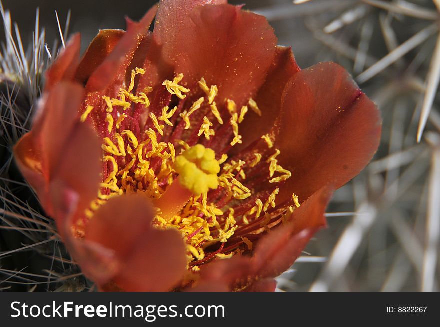 Cholla Cactus Bloom