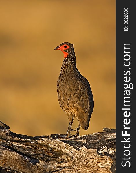 Swainsons francolin perched on log; Pternistes swainsonii