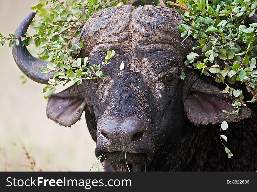 Close-up of buffalo hiding in bush; Syncerus caffer