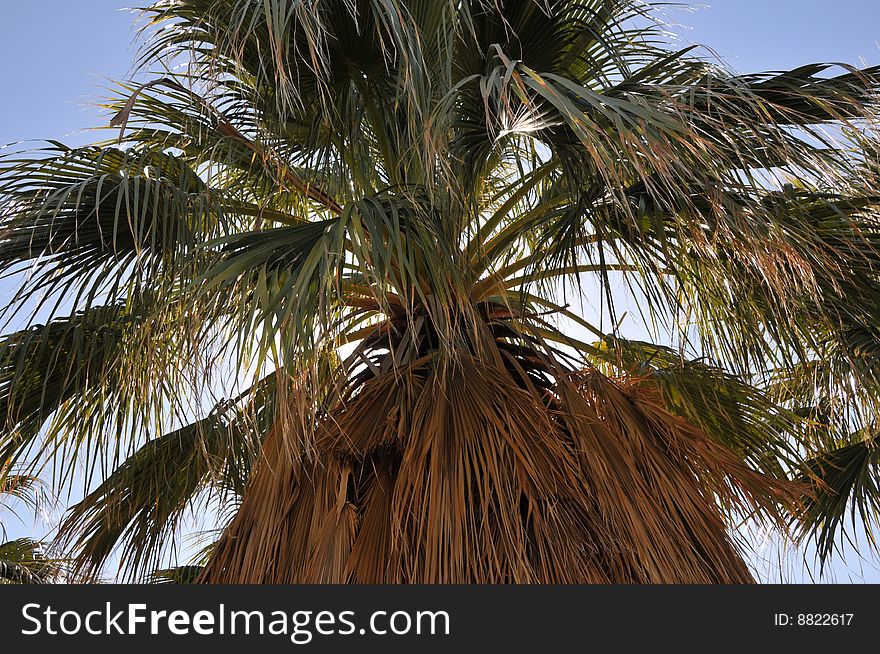 Palm tree on a blue sky background