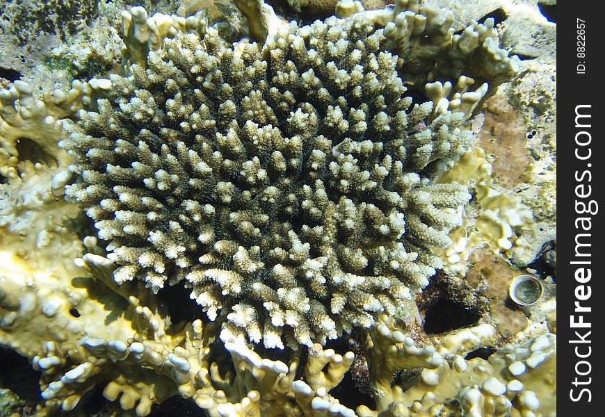 The top view on coral at red sea