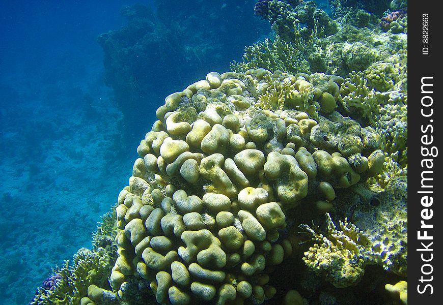 Sea fauna and coral of red sea