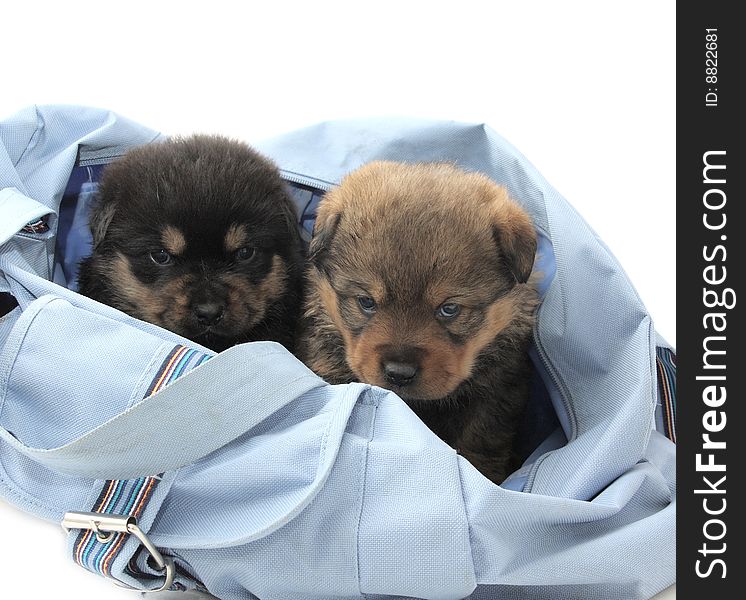 Two Puppies In The Bag