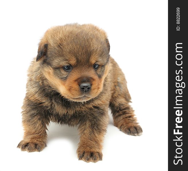 Small puppy  on white background