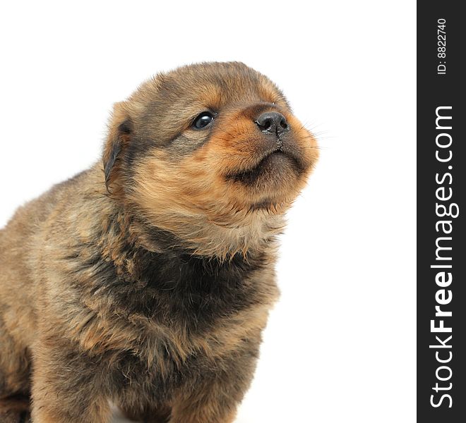 Small puppy  on white background