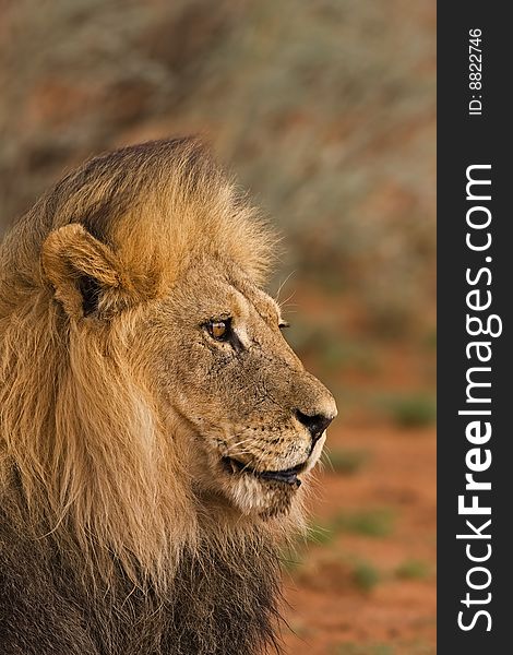 Portrait of male lion; Panthera leo