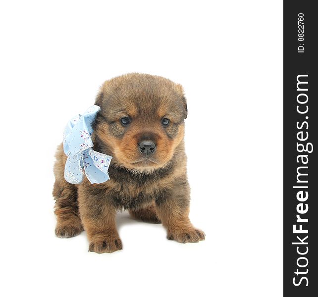 Small puppy on white background