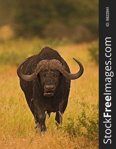 Buffalo standing in early morning sunlight; Syncerus caffer