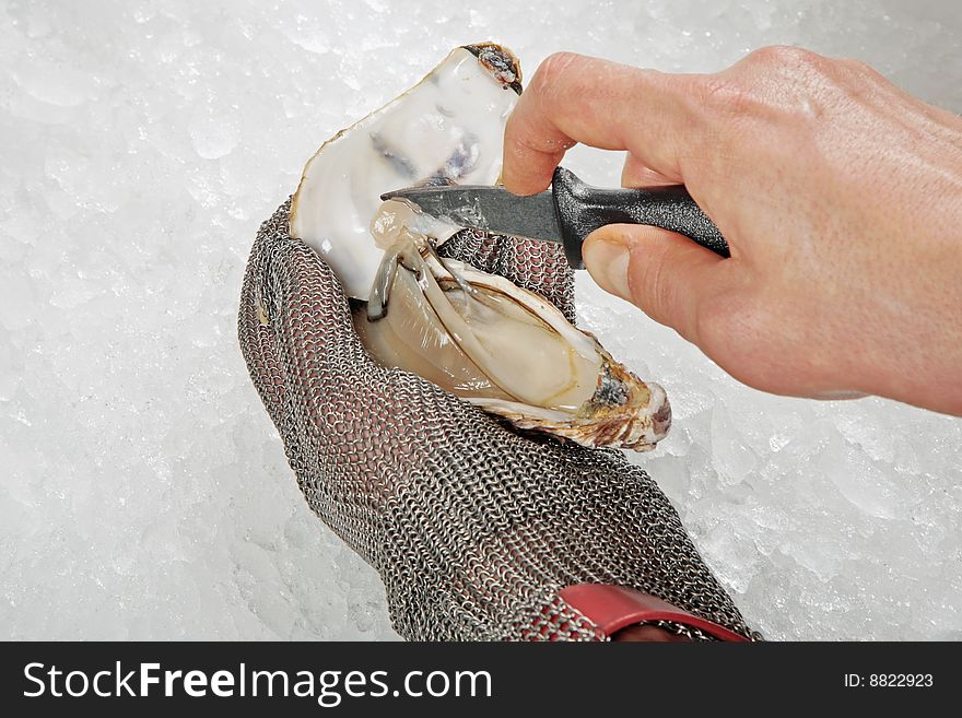 Fresh raw oyster opened by cook