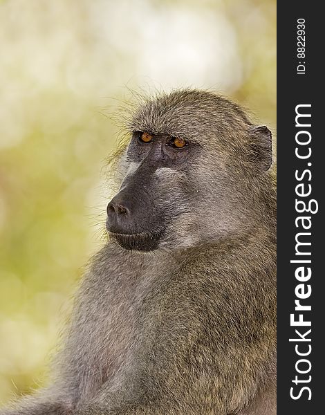 Close-up portrait of Chacma baboon; Papio cynocephalus