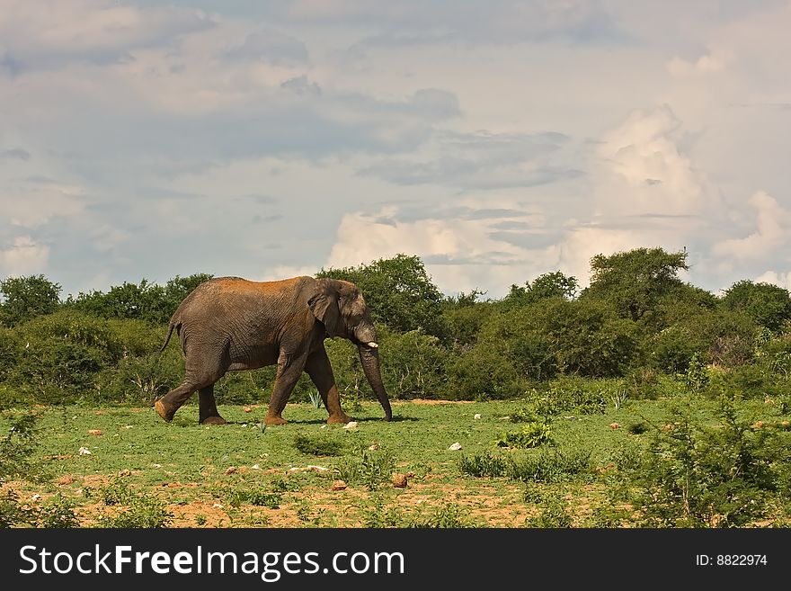 Large african elephant walking in grassfield; Loxodonta africana