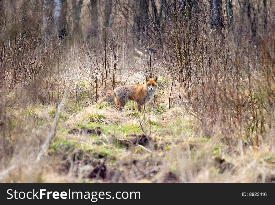 Fox in forest walking in beautifull sunny day