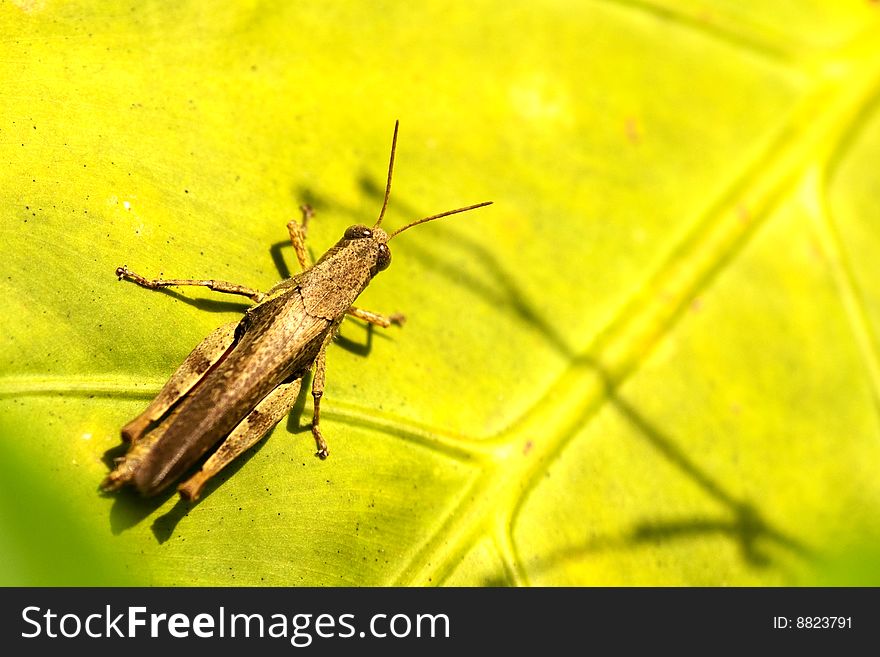Yellow Style Grasshopper stand on leaf
