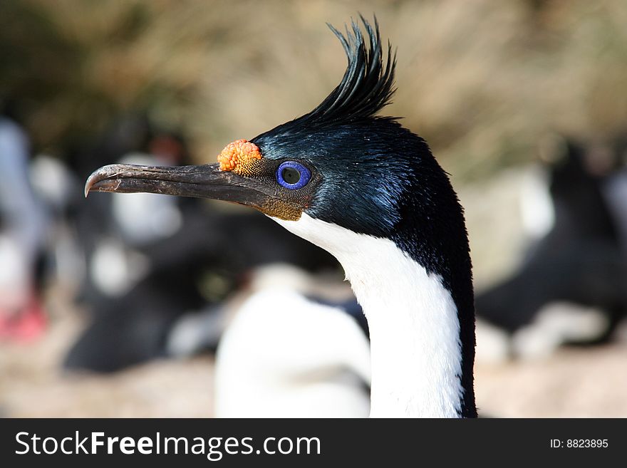 Head of king cormorant
Falkland island