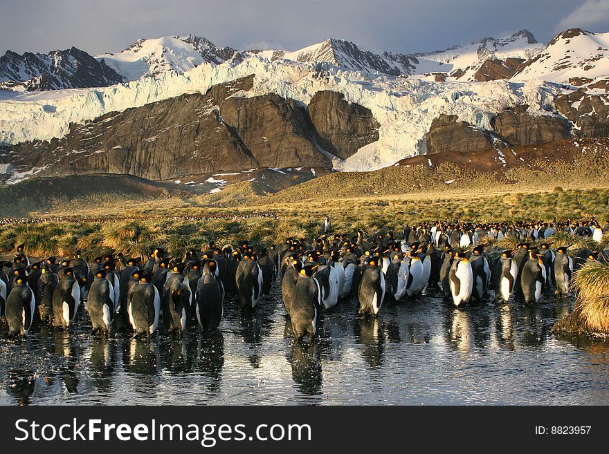 King Penguins Colony