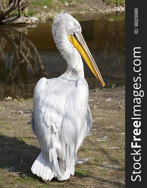 White pelican, standing in front of a pond