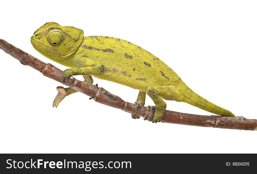 Green chameleon sitting on a twig