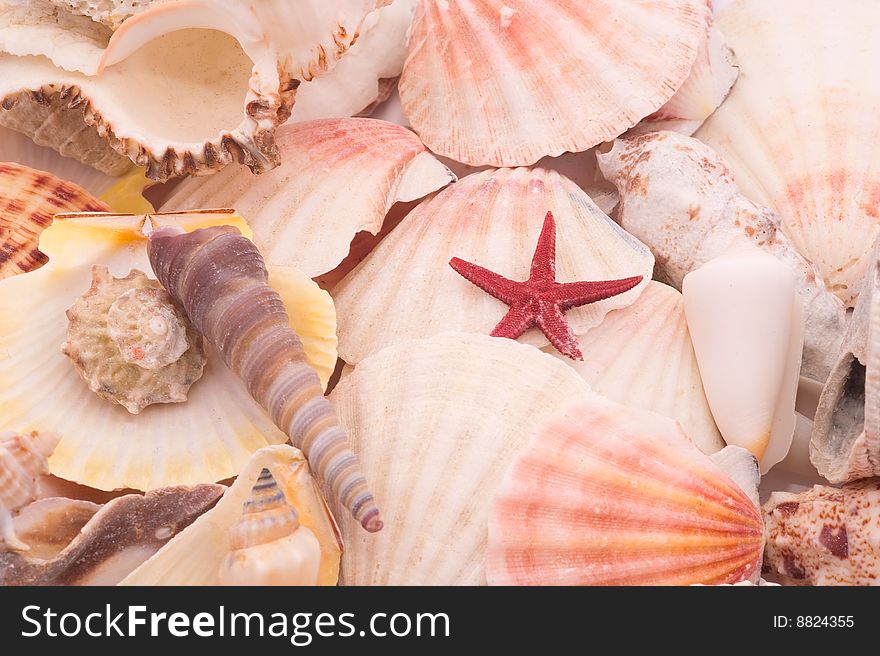Seashells in closeup