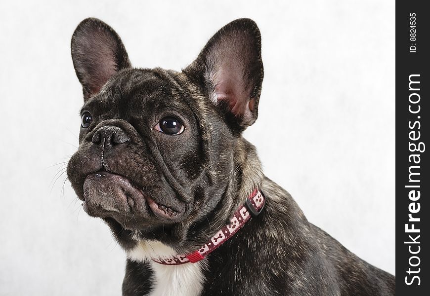 Young Female French Bulldog