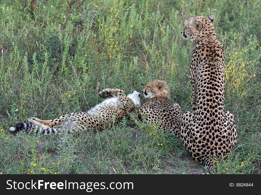 Cheetah with cubs rest in grassland. Cheetah with cubs rest in grassland.