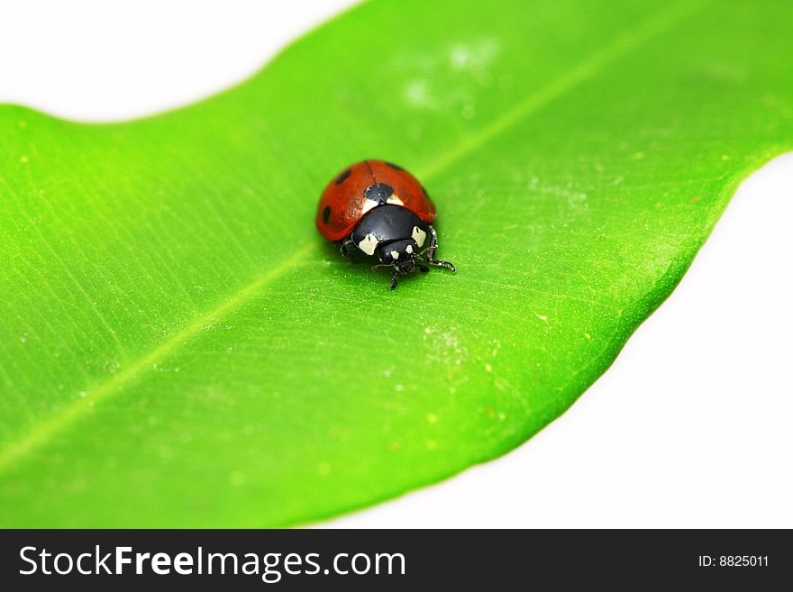 Ladybug on green leaf