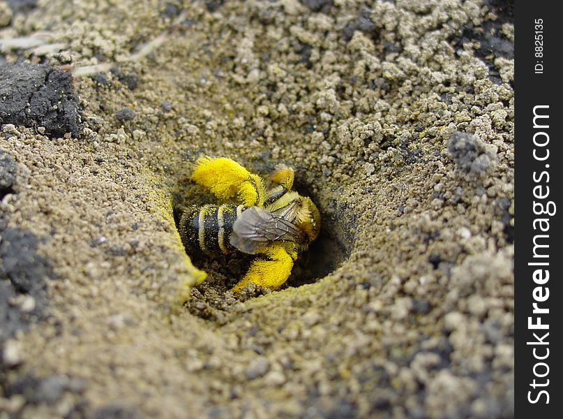Bumblebee in his hole macro. Bumblebee in his hole macro