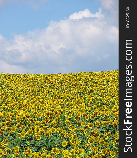 Sunflower field on cloudy blue sky