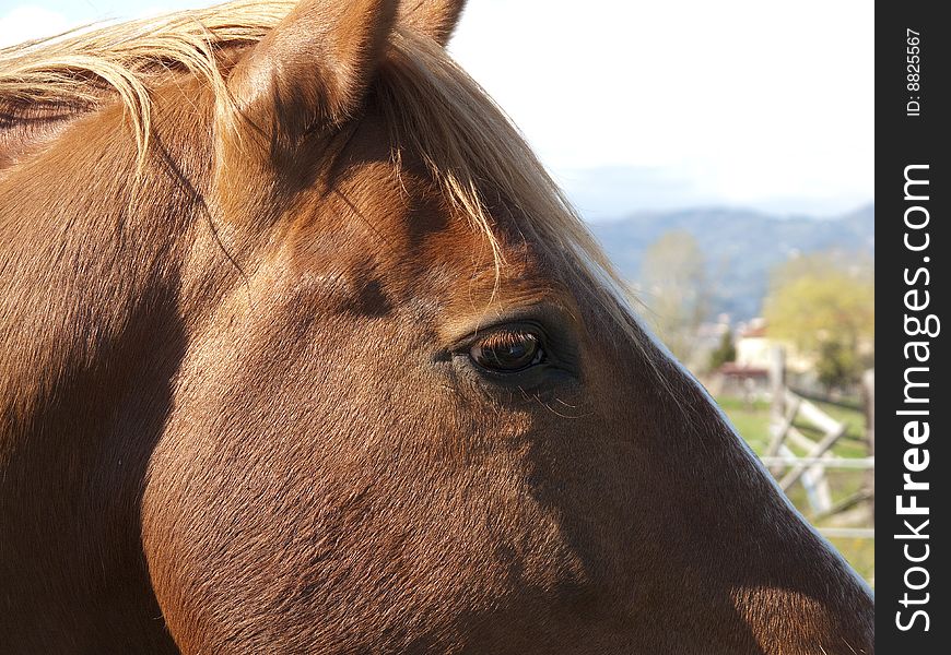 A horse in a farm in italy