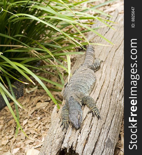 Lazy reptile in the forest of sentosa island singapore